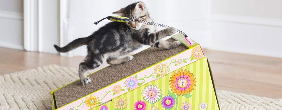 Kitten playing on a scratch pad