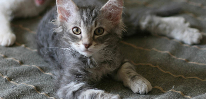 LaPerm cat lying on sofa