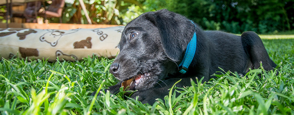 Labrador Puppy Chewing
