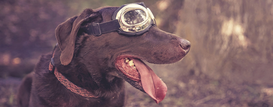 Labrador with goggles