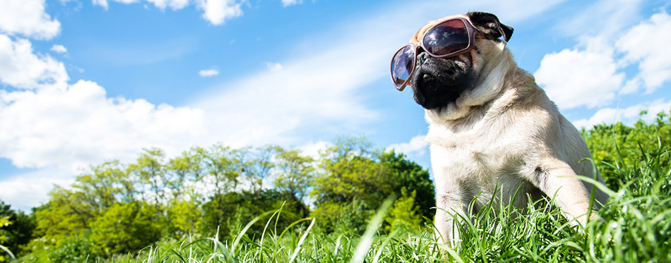 Mops wearing sunglasses