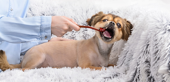 Owner cleaning teeth of cute dog with brush at home