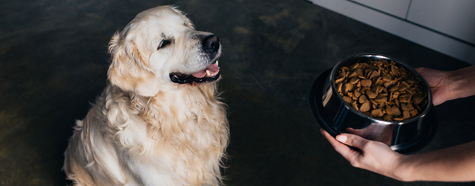 Owner giving food to his dog