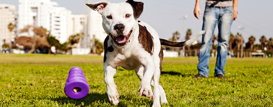 Pitbull Running after Dog Chew Toy