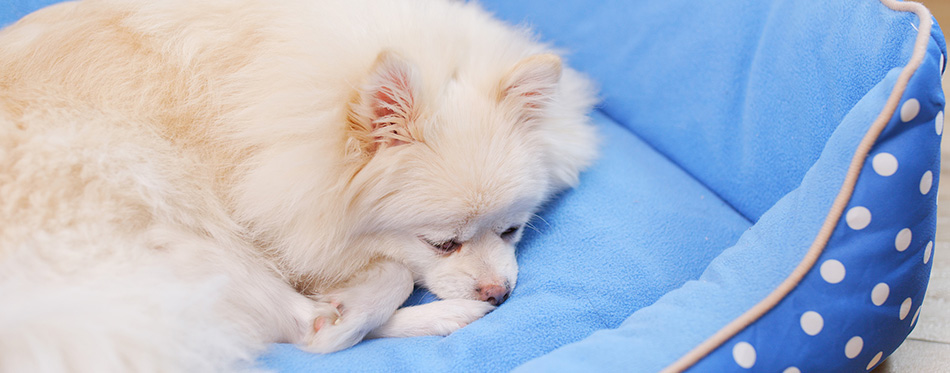 Pomeranian Dog lying on bed