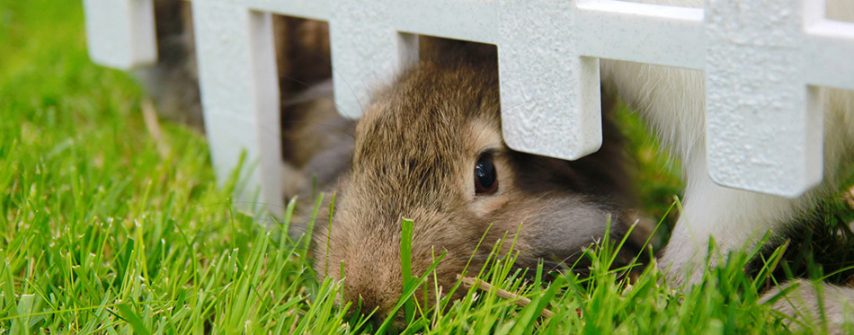 Rabbit in cage