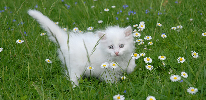 Turkish Angora Kitten