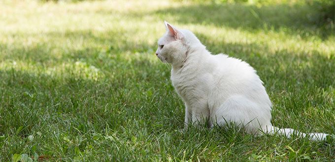 Turkish Angora sitting in the grass