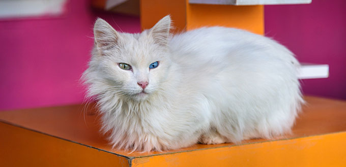 Turkish Angora sitting on the box