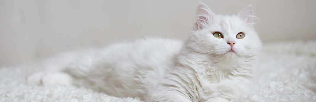 Turkish Angora: Cat Breed Information, Characteristics and Facts