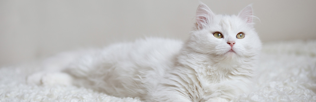 Turkish-Angora