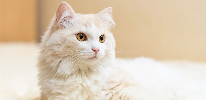 Turkish angora cat