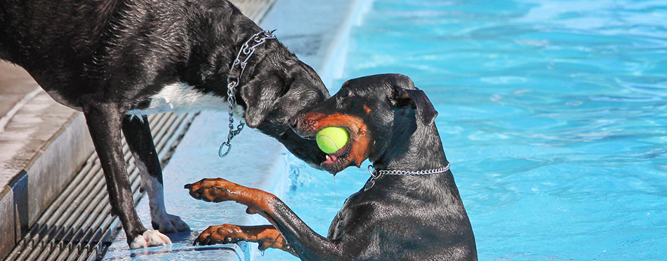 Two dogs playing in the pool
