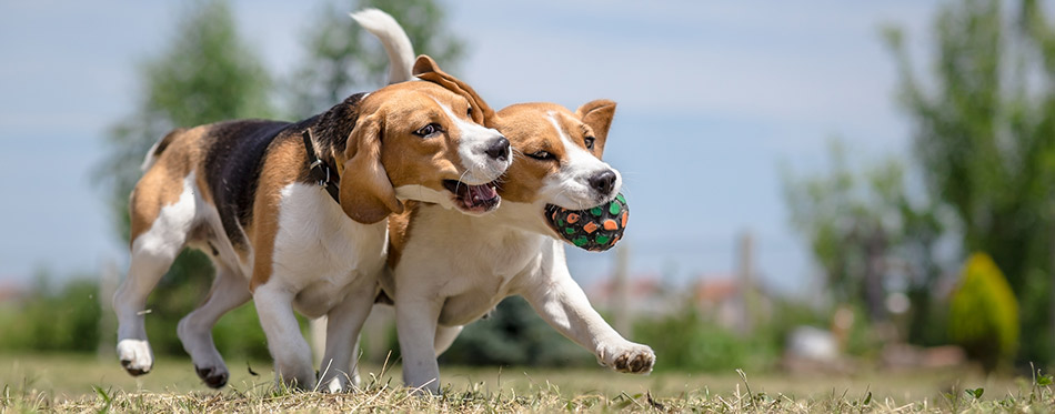 Two dogs playing with one ball