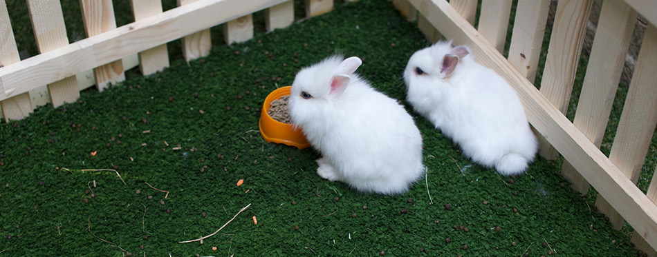 Two rabbits in cage