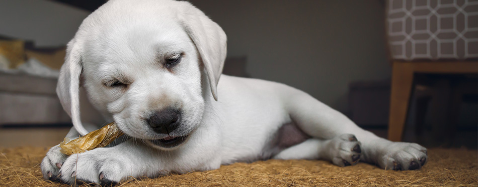 Very small cute dog with chew treats