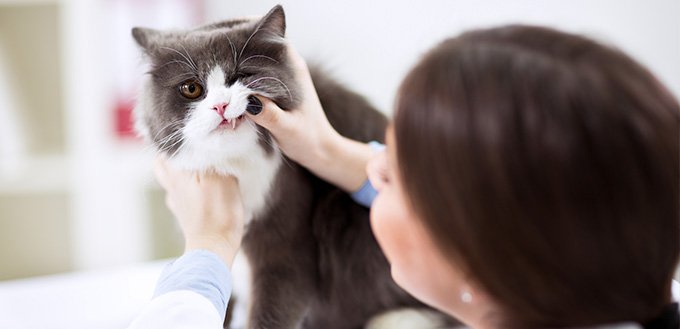 Veterinarian examining teeth of a cat while