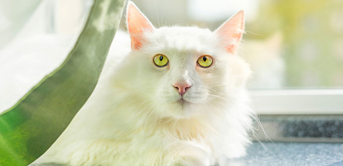 White Turkish Angora