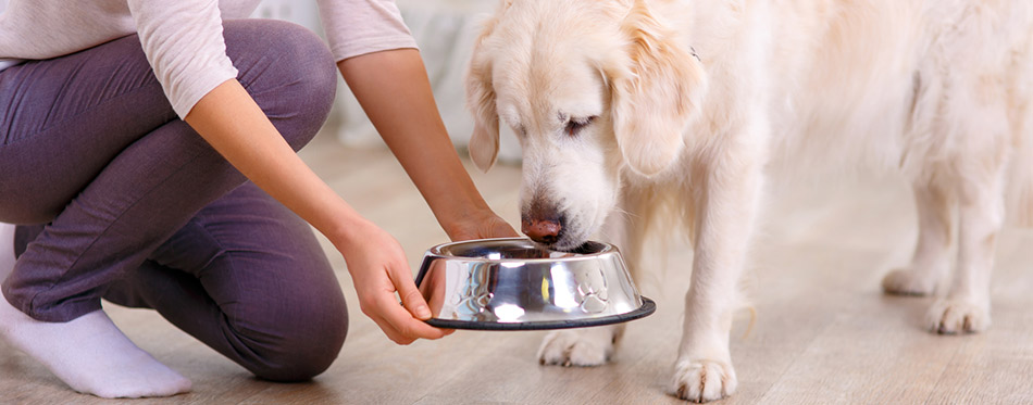 Woman feeding the dog