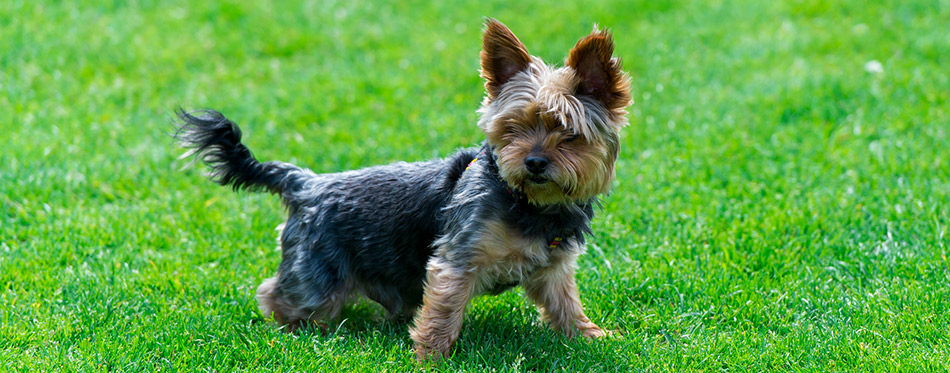 Yorkshire terrier on the grass
