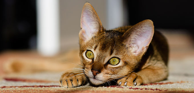 Young Abyssinian cat