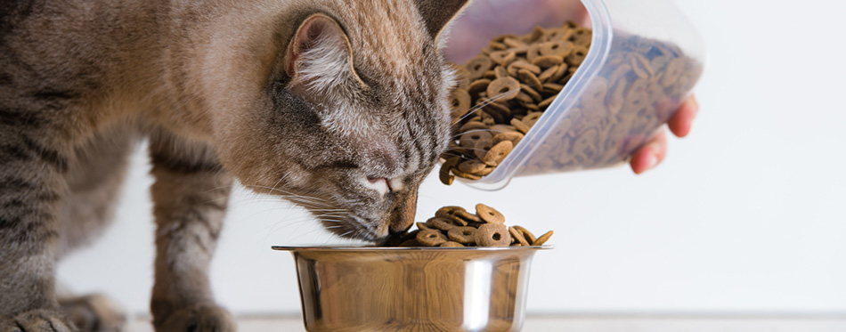 Young cat eating at home from its bowl