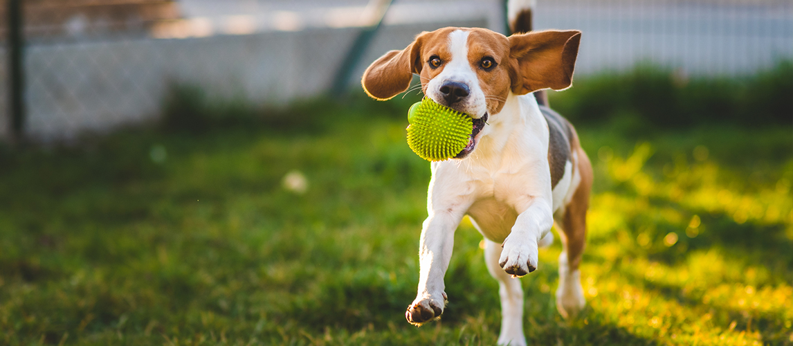 best dog fetch machine