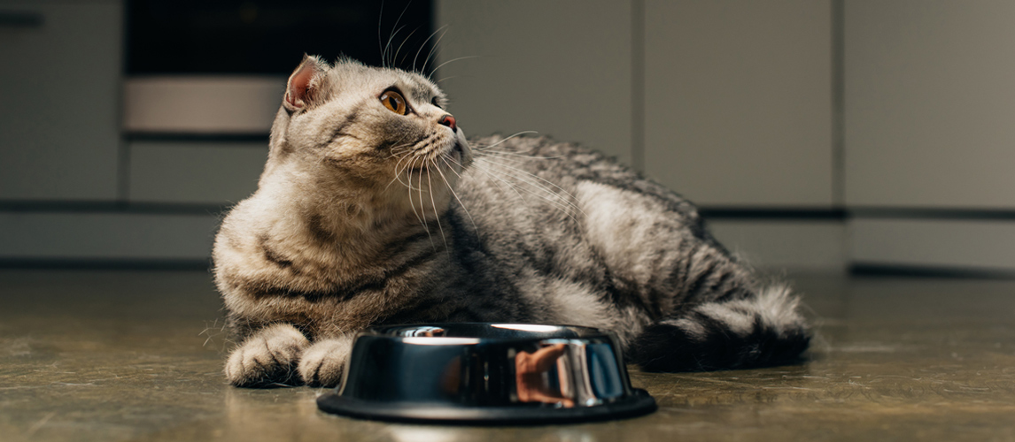 best-cat-food-for-weight-loss