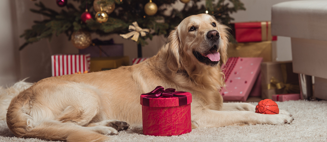 best-christmas-presents-for-dogs