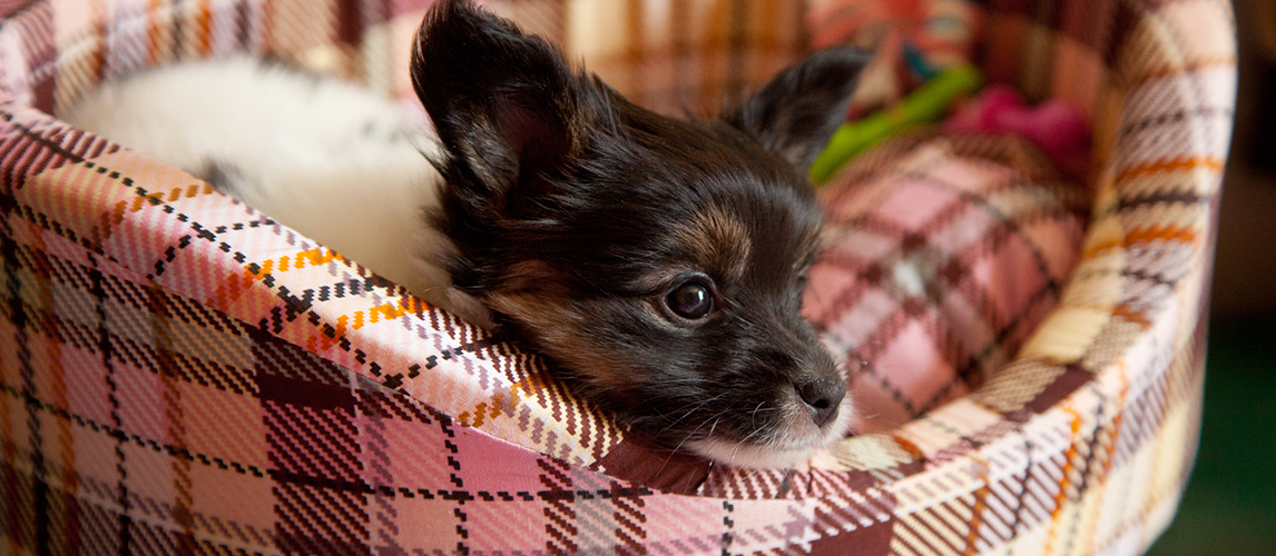 best-dog-beds