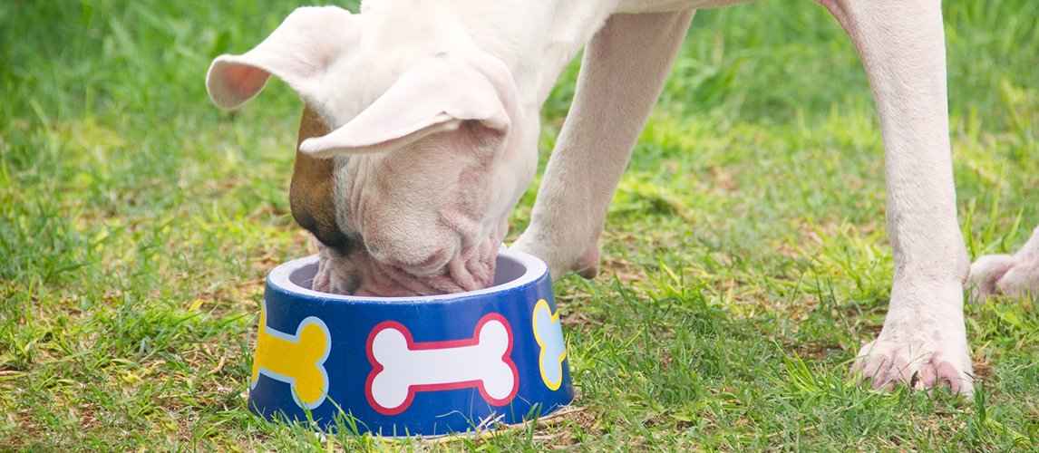 best-dog-food-for-boxers