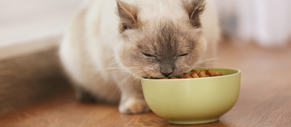 best-food-bowl-for-cats