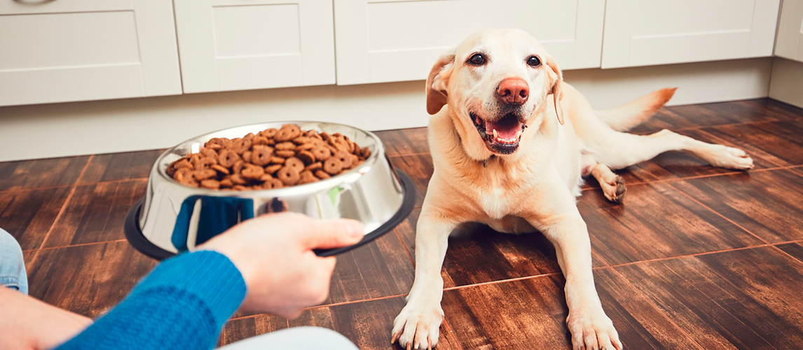 best-grain-free-dog-food