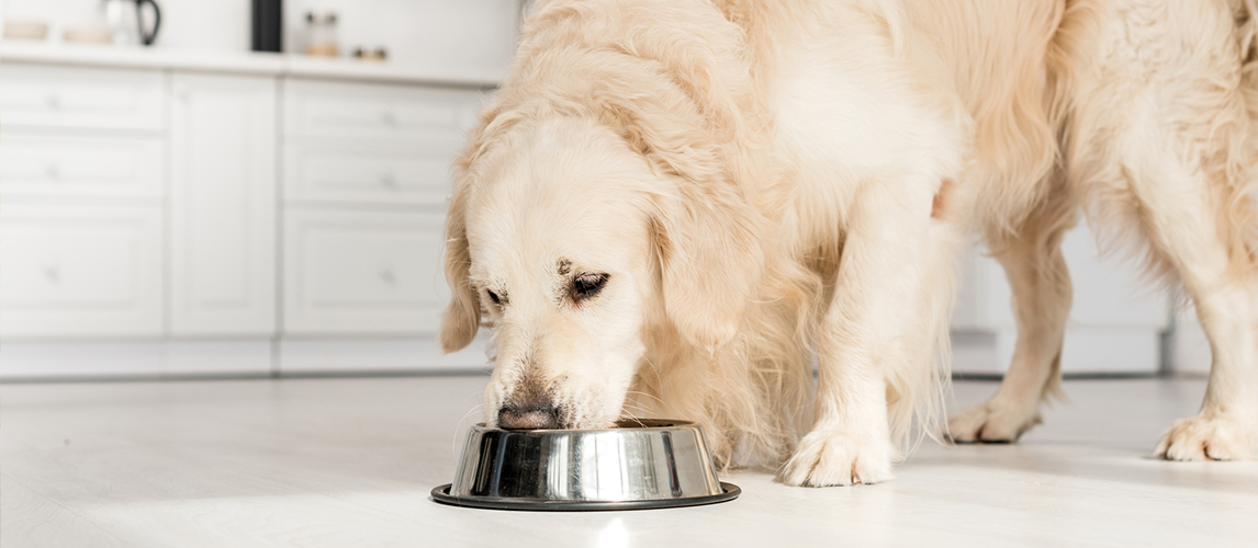 best-high-protein-dog-food