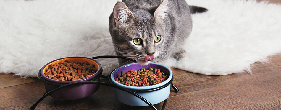 cat eating from cat bowl