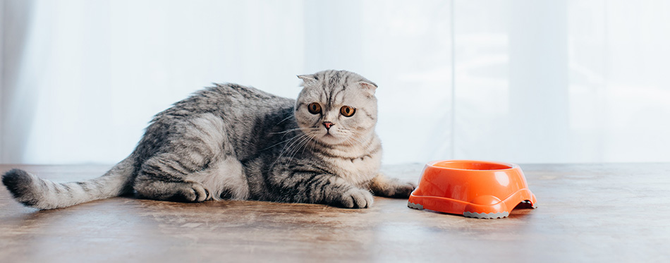 cat lying on table near bowl with pet food