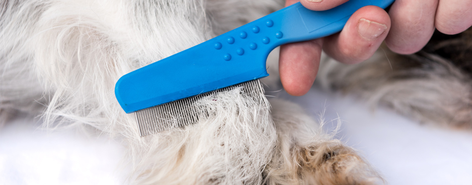 combing dog hair