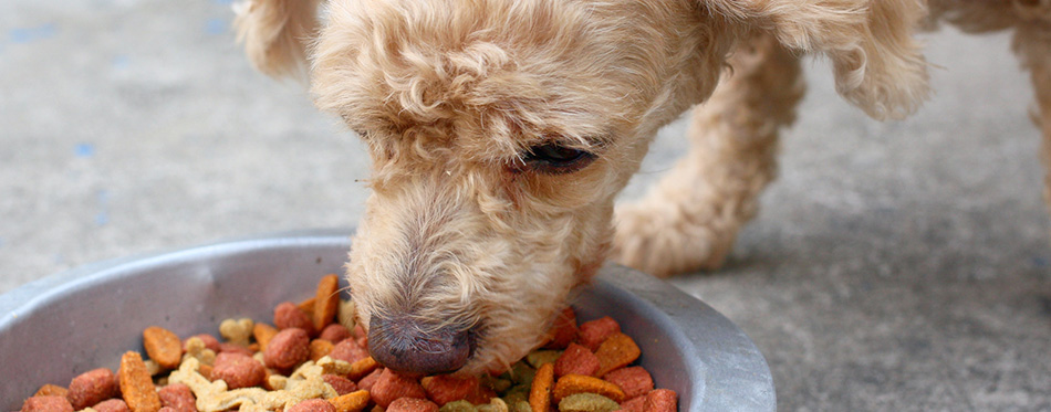 dog eating Dry food