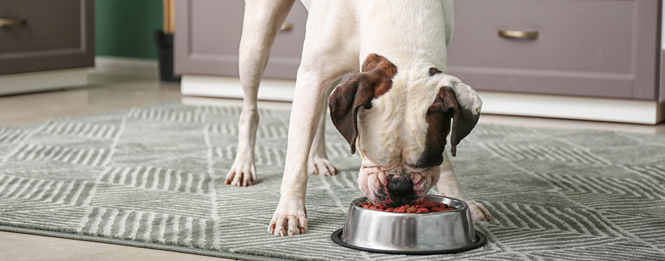 dog eating from bowl in kitchen