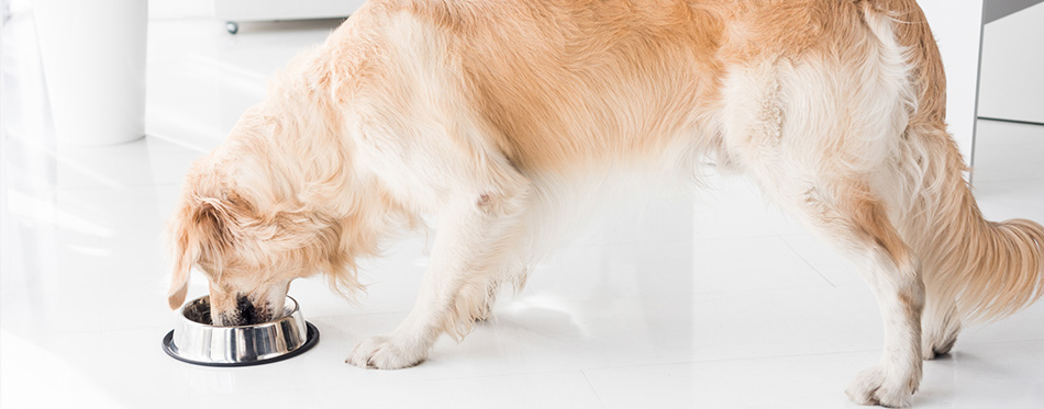 golden retriever eating dog food