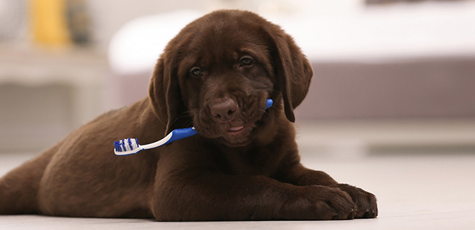 labrador retriever with toothbrush