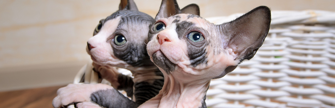 minskin cat breed information, characteristics and facts