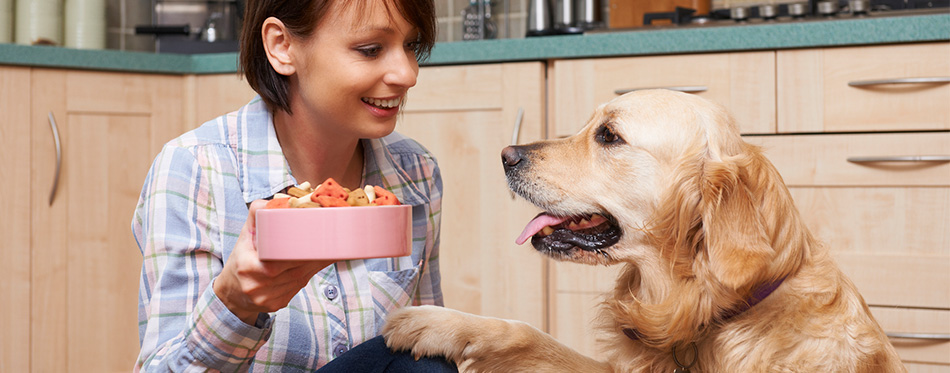 Besitzer gibt Golden Retriever Mahlzeit aus Hundekeksen in Schale