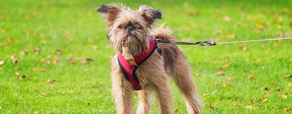 puppy wearing lift harness on the grass