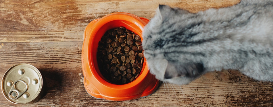 scottish fold cat near bowl