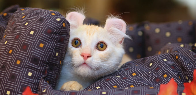 American Curl Kitten