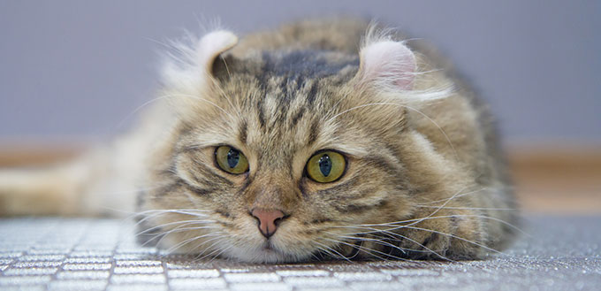 American Curl cat