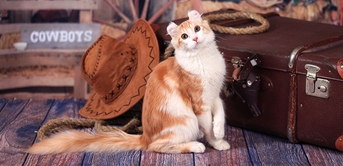 American Curl sitting near a suitcase