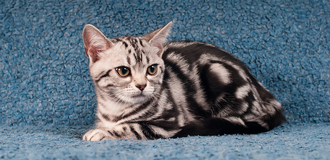 American Shorthair