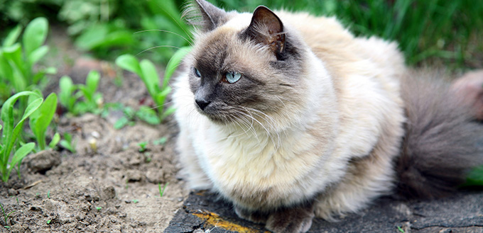 Balinese Cat